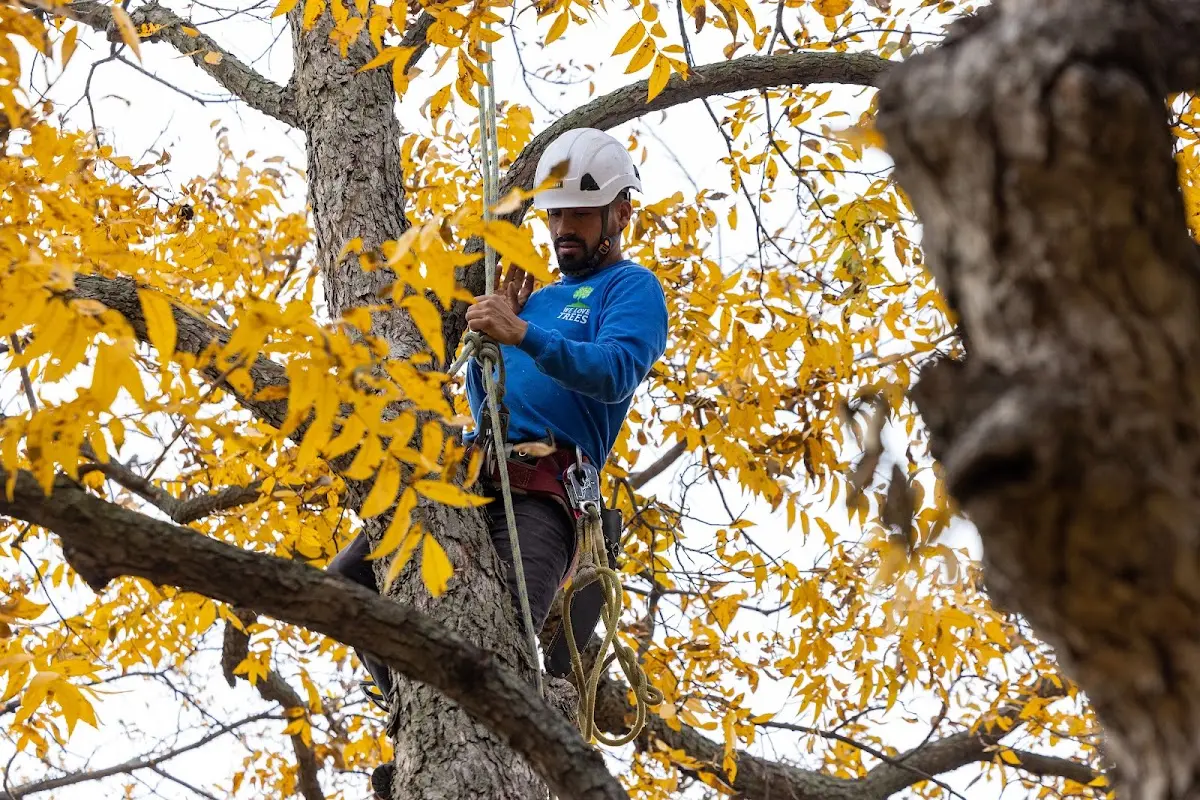Skilled Tree Planting crew working in Kingman